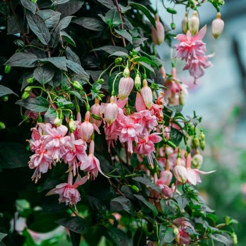 Fuchsiensamen Fuchsien balkon beet blumengarten blumensamen kaufen dekopflanzen schnittblumen wildblumen balkonblumen sommerblumen wildblumensamen herbstaussaat blumendeko 600samen