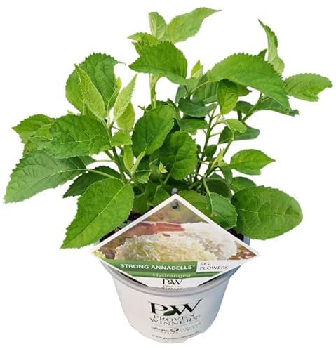 Hydrangea arborescens 'Incrediball' - Potted Garden Plant - Hardy Shrub for Patio Pots & Borders 19 cm Pot 40 cm Height