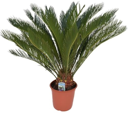 Cycas revoluta - Palmfarn XXL - Topf 24 cm Höhe: 110 cm Zimmerpflanze