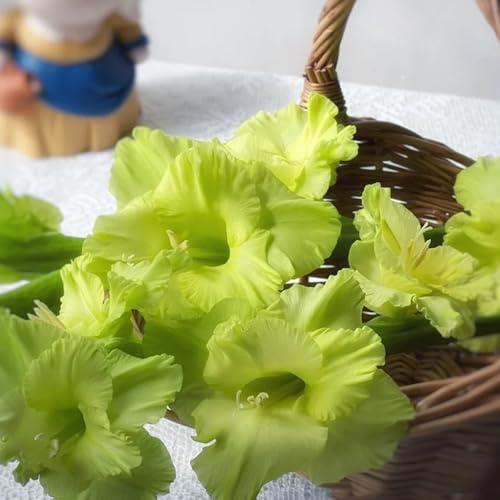 22bulbi I di gladiolo sono perenni resistenti autunnali, primaverili di gladiolo, primaverili bouquet
