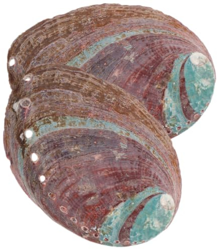 DOITOOL 2 Pièces Support pour Diffuseur D'herbes en Coquille D'ormeau Marron, Décor Attrayant et Naturel Adapté aux Aquariums, Bol pour Diffuser Parfum ou Herbes