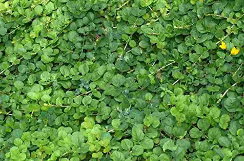 Mühlan - 7 Bund/Portionen Pfennigkraut für den Gartenteich, Sauerstoffpflanzen für den Teich, winterharte Pflanzen