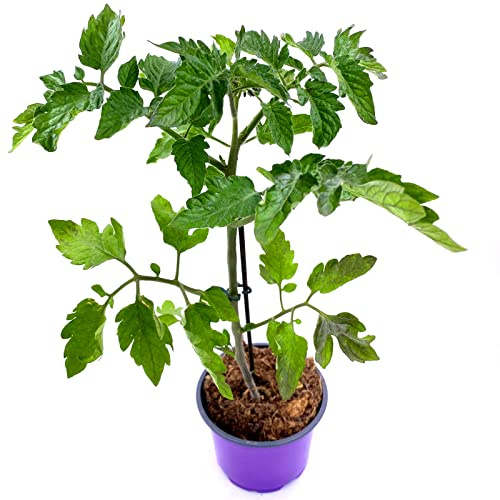 Tomatenpflanze veredelte Ochsenherz Tomate Lycopersicon esculentum 3er Set