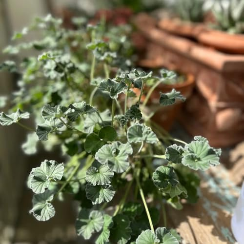 geranio - de interior mariposas jardín en balcón otoño exótico 130semillas