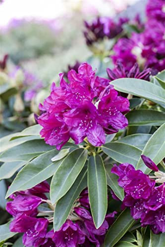 Rhododendron Hybr. 'Old Port' 90-100 cm - Rhododendron, purpurrote Blüten, Blütezeit Mai-Juni, ideal für Halbschatten, immergrün, winterhart
