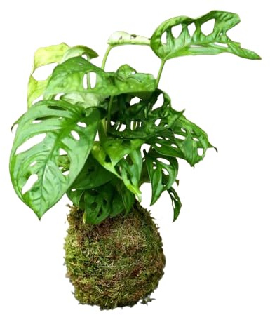 Planta Kokedama -Monstera Adansonii - DECOALIVE - Monstera Monkey Leaf - Musgo Natural