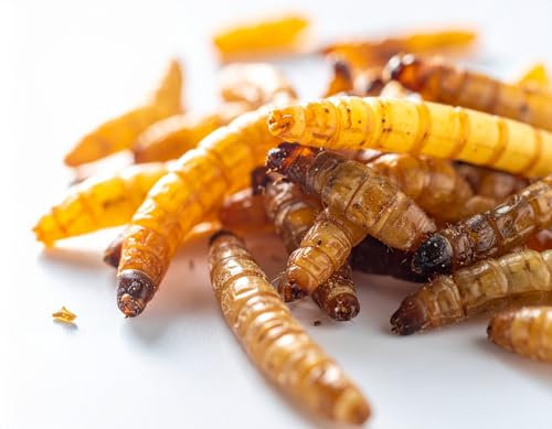 5 kg Getrocknete Mehlwürmer – Proteinreiches Naturfutter für Vögel, Fische, Reptilien und Kleintiere