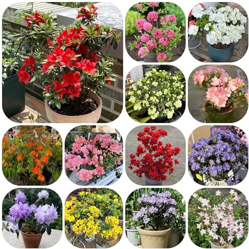 semi di azalea rododendro, resistenti vero, arbusti resistenti, appartamento acquistare, interno arbusti, biologici, 100pcs