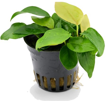 AquaBreedingSkill Anubias barteri var. nana 'Gold' – Anubias Aquarium Pflanzen Echt, lebende Wasserpflanzen für Süßwasser, pflegeleicht, ideal für Fische & Garnelen (Nana Gold 1 pcs)