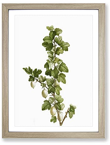 Gooseberry Bush By Pierre Joseph Redoute Vintage Framed Wall Art Print, Ready to Hang Picture for Living Room Bedroom Home Office Décor, Oak A2 (64 x 46 cm)