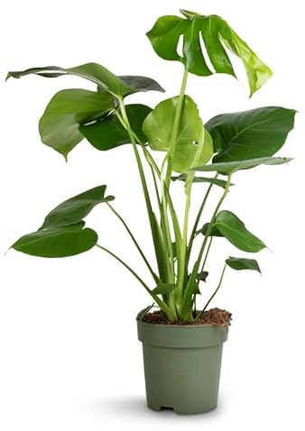 Monstera Deliciosa Viva Estilo Exótico en Tu Hogar | También Conocida como Planta Esqueleto