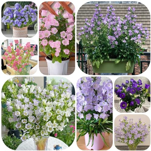 semi di campanula, perenni, resistenti, giardino decorativi tappezzanti 420pcs