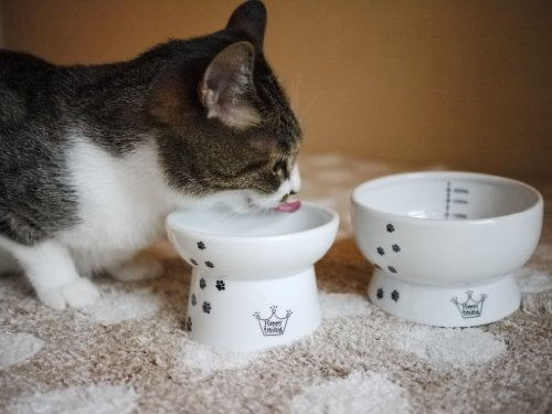 Necoichi Upphöjd kattmat och vattenskål set (katt)