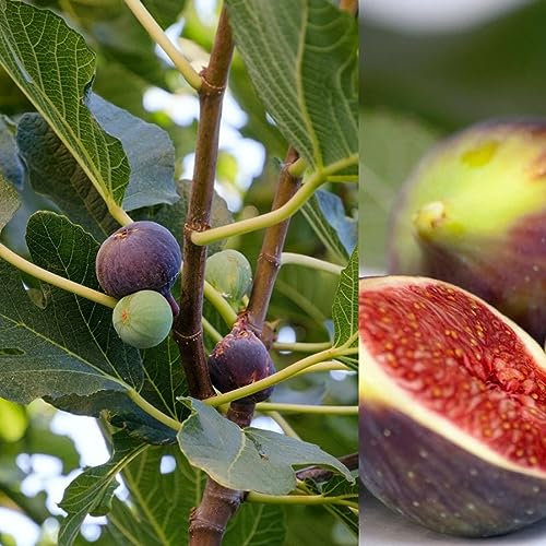 Carbeth Plants Ficus Carica 'Brown Turkey' - Fig Fruit Tree in A 9cm Pot - Miniature Patio Fruit Trees - Figs Outdoor and Garden Tree