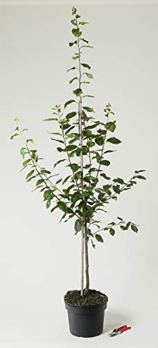 Pflaume Hanita - Prunus domestica Hanita 120-160 cm hoch - Garten von Ehren