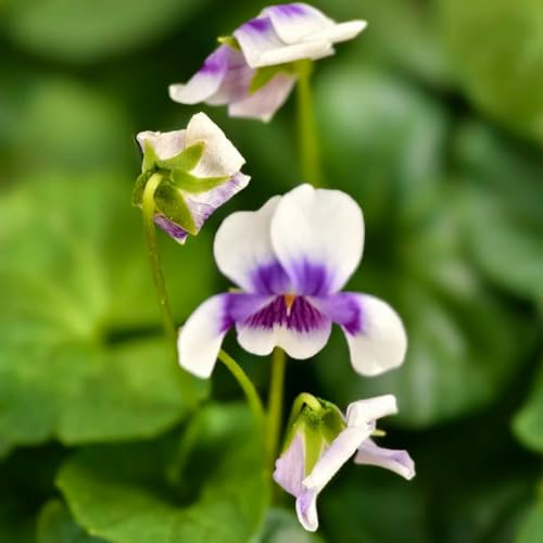 Semillas de violetas fragantes - Las de jardín de rocas son resistentes Viola odorata - Las de balcón son perennes resistentes. resistentes 200pcs