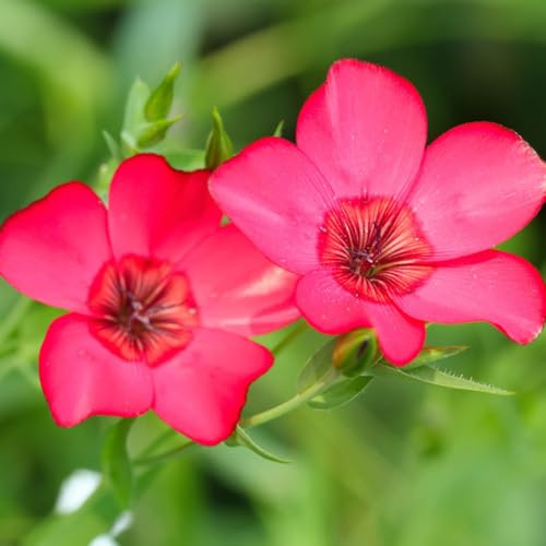 Lein RoterSamen, alte sorten Linum grandiflorum, blumensamen bodendecker exotische stauden winterhart mehrjährig geschenke für gartenliebhaber gartendeko 150pcs