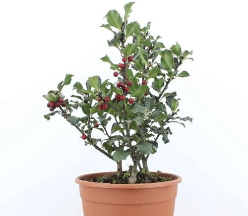 Acebo - Planta Altura +30cm - Planta Viva - Planta de la Navidad