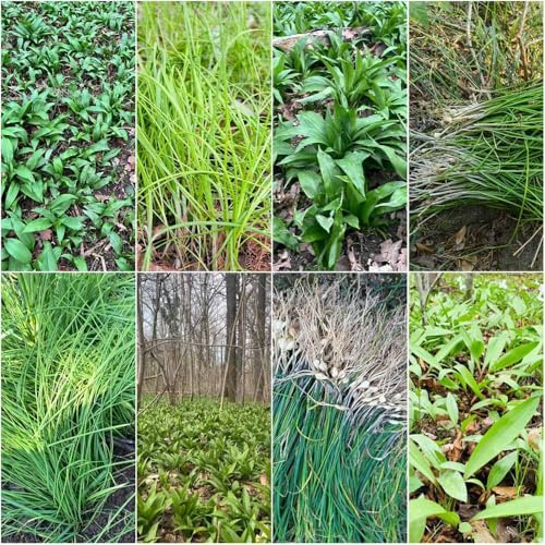 semillas de ajo silvestre - de ajo silvestre semillas interior exóticas decorativas para interiores Bonsai Bonsai 60pcs