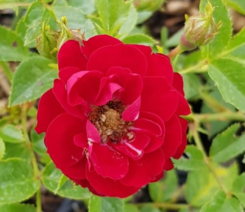 Rosa 'Fairy Donkerrood' / Rosier Couvre-sol/Conteneur de 3 à 4 litres