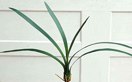 artplants.de Deko Blätter Cymbidium Orchidee AURICA, Luftwurzeln, 70cm - Kunstorchidee - Deko Kahnorchidee