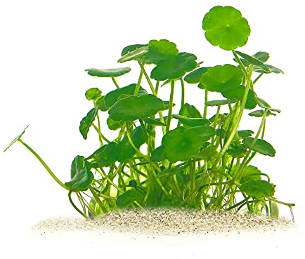 Hydrocotyle verticillata - Amerikanischer Wassernabel in vitro XL - 8,5cm Bechergröße - Vordergrund Wasserpflanzen für Aquarien