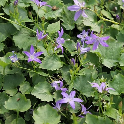 6x Campanule des murets 'Stella' - Campanula poscharskyana ‘Stella’ - Godet 9x9cm