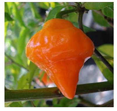 Lanterna Idroponica Semi di Peperoncino Arancione