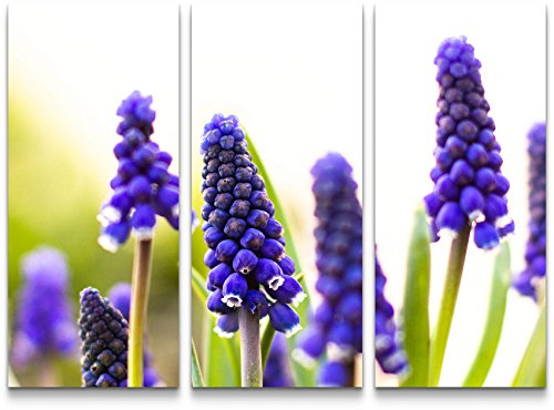 Paul Sinus Art Traubenhyazinthe – Lila Blüten - 3 teiliges Wandbild Gesamtgröße 130x90cm