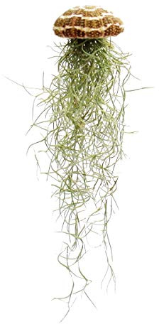 Modernes Tillandsien Arrangment groß Tillandsia usneoides