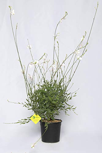 Plantì GAURA LINDHEIMERI Gaura, Pianta vera da interno e pianta da esterno vera con fogliame verde scuro Diametro vaso 19 cm (Geyser white)