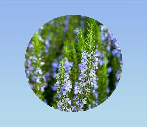 60 graines de romarin -rosemary - rosmarinus officinalis - herbes aromatiques