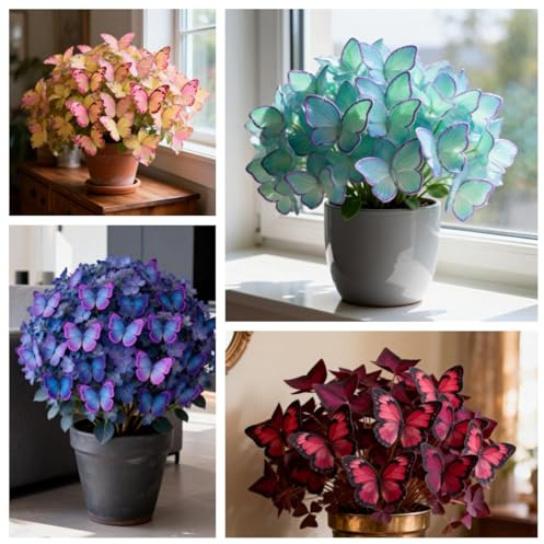 Farbenfrohe Leicht Anbaubare Funkien/SchmetterlingHosta/Hosta Dauerwüchsig Winterfest&Prachtvolle Funkien Wurzelstock/Geeignet Für Neueinsteiger-4Rhizome-C