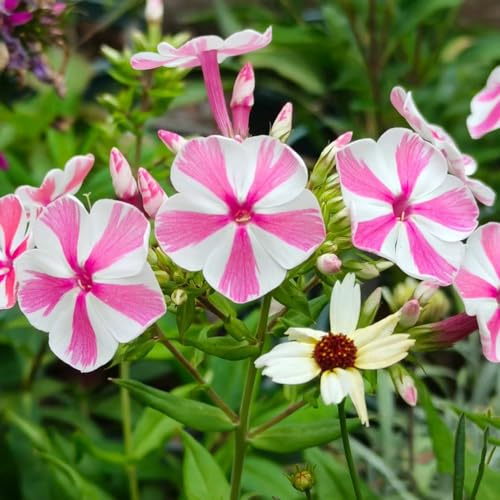 Phlox de alfombra - flox subulata balcón jardín de 650semillas