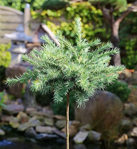 Hochstamm Japanische Lärche Blue Dwarf 80-100cm - Larix kaempferi - lebende Gartenpflanze aus den Baumschulen