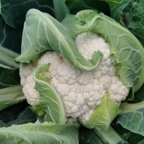 semillas de coliflor orgánicas, jardín resistentes interior, decoración exteriores 250pcs