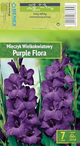 AGRONOM | GLADIOLOS - PURPLE FLORA | Bulbos de flores perennes | Flores violetas | Cultivadas en jardines de flores y céspedes floridos | 7 bulbos