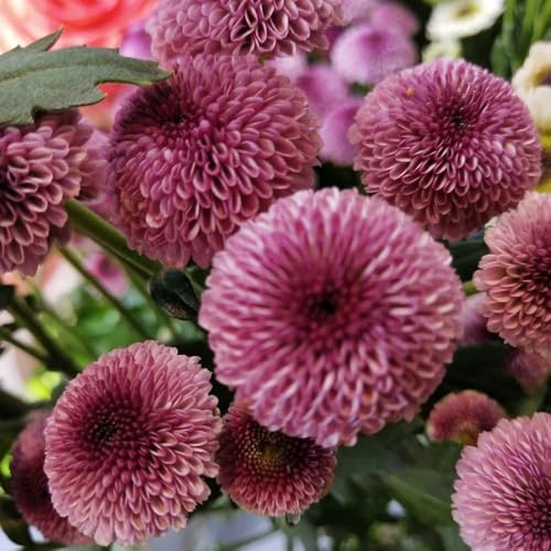 Semi di pompon mamma crisantemo, d'appartamento semi di selvatici raro serre da balcone estivi vecchie varietà per giardinieri esotico resistenti per 180pcs