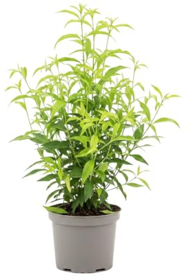 Galán de Noche Planta Natural Cestrum Nocturnum en Maceta de 17 cm | DECOALIVE