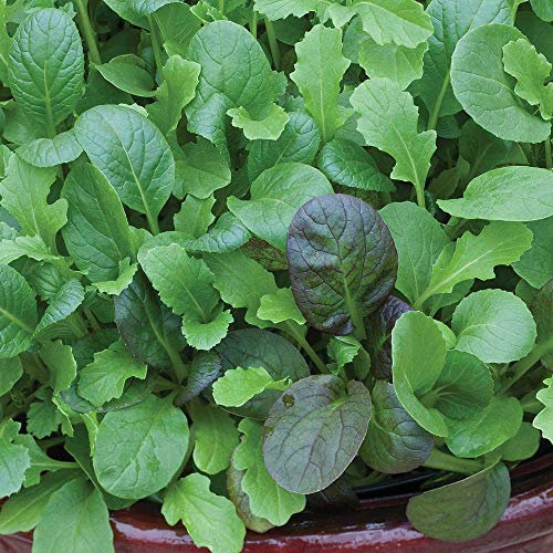 Salad Leaves - Winter Greens ‘The Good Life Mixed’ Hardy Annual 1 Packet (125 Seeds) by Thompson and Morgan