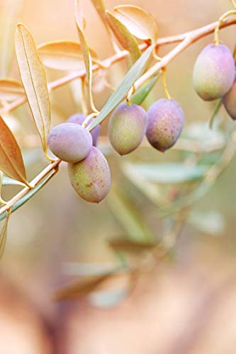 Pianta di Ulivo Albero di Olivo varietà Pendolino Età 2 anni Pianta da esterno di Ulivo o Olea Europea Pianta vera da mangiare di Ulivo o Olivo venduta da eGarden.store