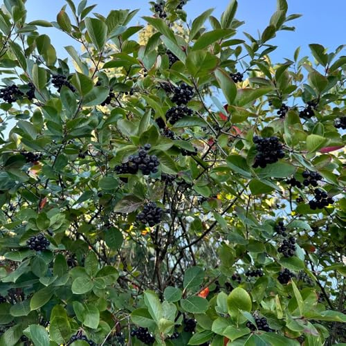 semillas de aronia - enanos de bonsái interior exóticas columnar en espaldera jardín bonsáis silvestres 125pcs