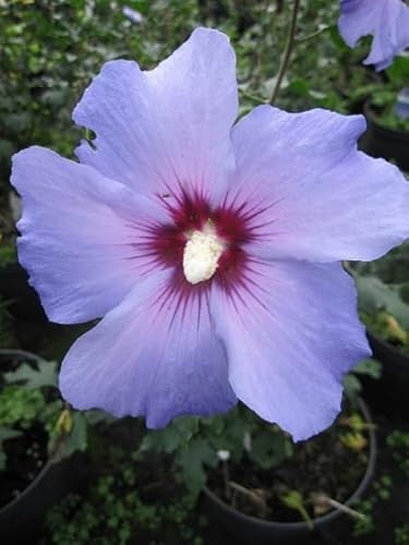 Garten Eibisch Blue Bird - Hibiscus syriacus Blue Bird - 60-80cm