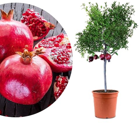 Meine Orangerie Granatapfelbaum 'Grande' – Punica granatum – winterhart & mediterran – ideal für Kübel & Garten – dekorativer Obstbaum mit essbaren Früchten - Höhe inkl. Topf ca. 80-100cm