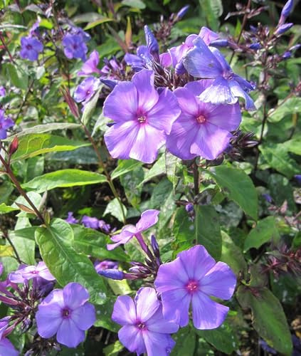 Hohe Flammenblume Blue Paradies - Phlox paniculata