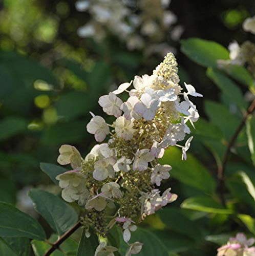 Rispen Hortensie Tardiva 80-100cm - Hydrangea paniculata - lebende Gartenpflanze aus den Baumschulen
