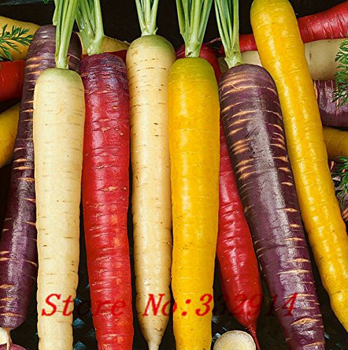 Vendita! 50 anguria Semina i semi di ravanello Rosso Verdure, carino, deliziosa insalata di Radicchio o di frutta