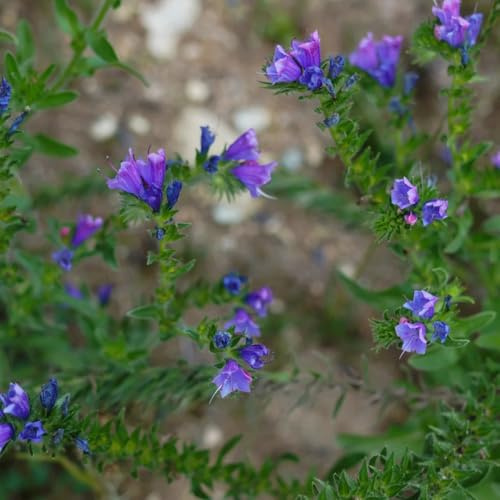 Semillas de cabeza de víbora, jardín orgánicas Echium vulgare, semillas de silvestres perenne resistente 250pcs