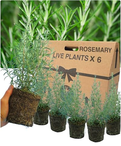 Rosemary Growers Choice Mix – Set of 6x Large, Outdoor Garden Ready Plants. Hardy, Evergreen Herbs with Aromatic Foliage & Blue Flowers for Pots & Kitchen Gardens. Supplied in 1L Peat Free Rootballs