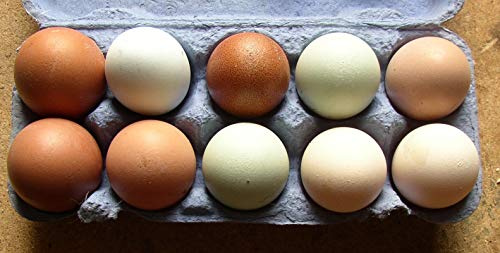 10+2 bunte Hühner-Eier , Freiland Haltung vom Bauernhof , auch als Bruteier | Delikatesse , freilaufende glückliche Hühner , Kräuter-Fütterung , Selbstversorger